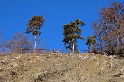 pocitej-volavky-na-skale.jpg
