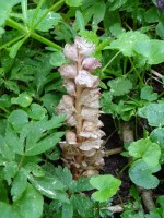 Podbílek šupinatý