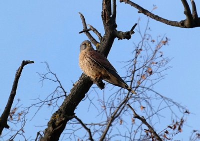 Potkala jsem poštolku *