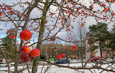 Potěcha pro oko i pro ptáčky ...