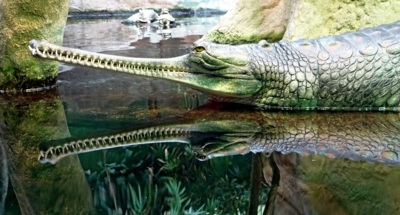 Zrcadlení trochu jinak (gaviál)