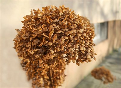 Hortenzie v podzimním převleku ...