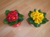 Primulky: kousek jara
uprostřed zimy