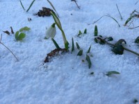 první kvítek roku 2015