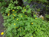 Pryskyřník kosmatý