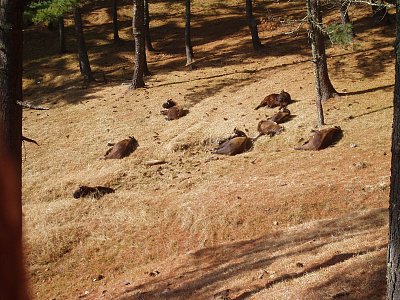 Pohádkové království pod Himalájemi