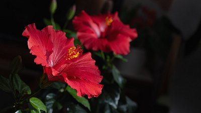 Radost všedního dne ... *