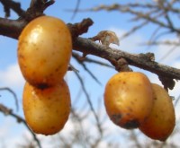 Rakytník řešetlákový