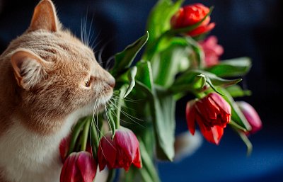 Když jaro v zahradách probudí tulipány