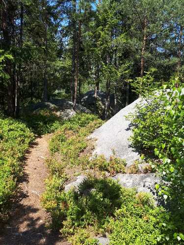 Cestičky lemované borůvčím