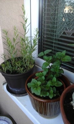 Rozmarýn na parapetu