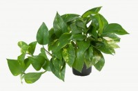 Jak podpořit zdravý růst
vašich pokojových rostlin?