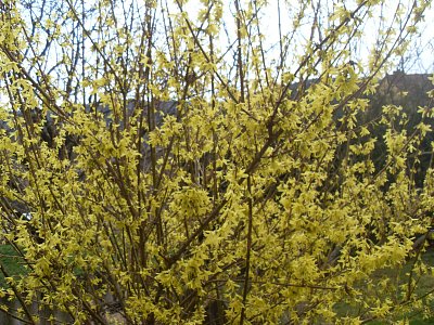 Kouzelný zlatý déšť