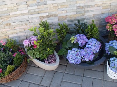 Tyto květy mi rozkvetou i na zahrádce