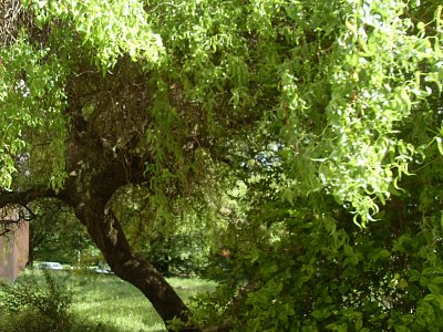 Po dešti je příroda přímo okouzlující