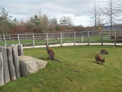 Klokani jsou velmi spokojeni