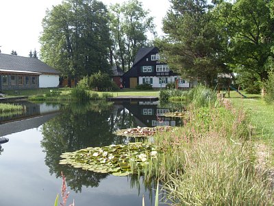 Kvetoucí lekníny jsou kouzelné