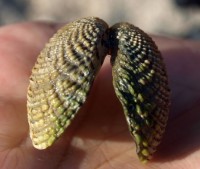 Pár lastur na památku - ale perly tam nebyly :-)