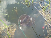 Školní rybník - V pasti