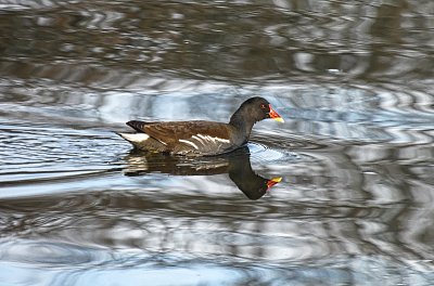 V labských vlnách slípka zelenonohá *