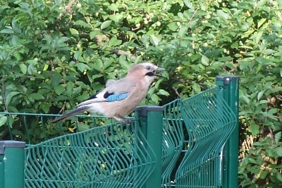 Sojka, křičící na kočku