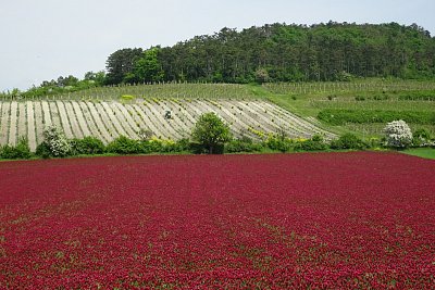 Nad inkarnátem vinice