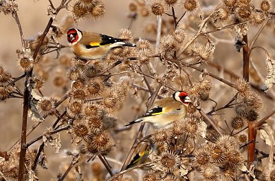 Hodující stehlíci