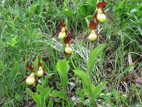 a ještě jednou pantoflíčky