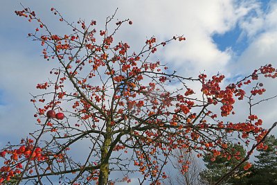 Ptáčkové, i u nás se nasvačíte ...