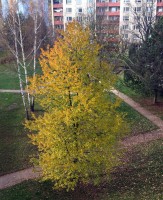 Listopadový pohled z okna