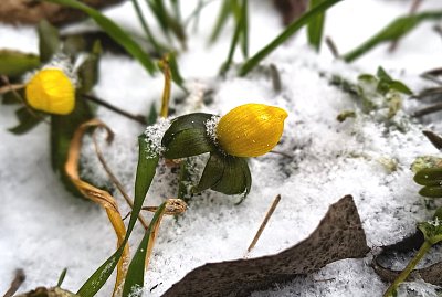 Mizí zimní splín, kvete talovín ☺*