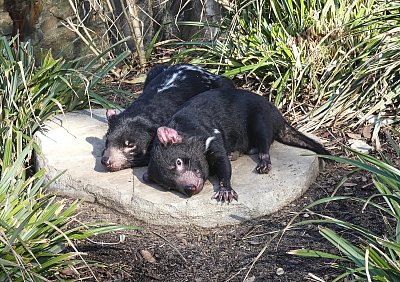 Pozvánka do zoo - ďábel medvědovitý (tasmánský  čert)
