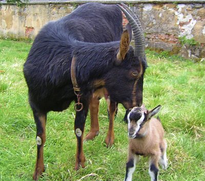 Matylda se Zázvorkou.