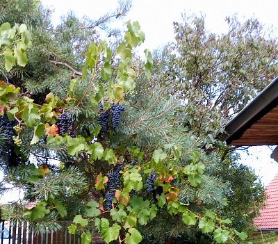 Hrozny rostou na borovici*