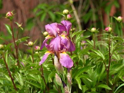 Fotoreportáž: Když město voní a zpívá jarem