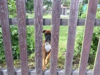 Boxeří mimi. hned bych ho brala !