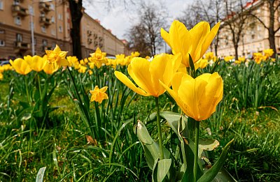 Porubskou Hlavní třídou ...*