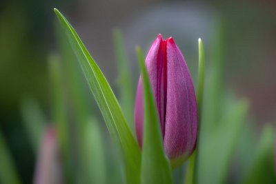 Váhavý pan Tulipán