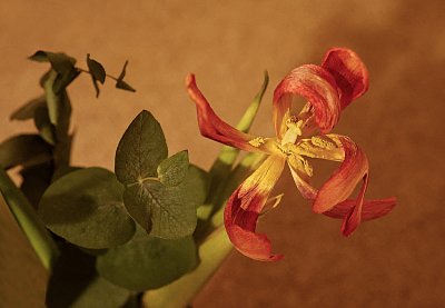 Odkvetlý, ale pořád krásný ... jako my :-)