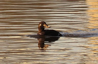Vzácný host z tundry na Labi - turpan hnědý
