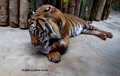tygr.jpg