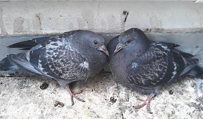 Jak jsem odchoval dvě holoubata 