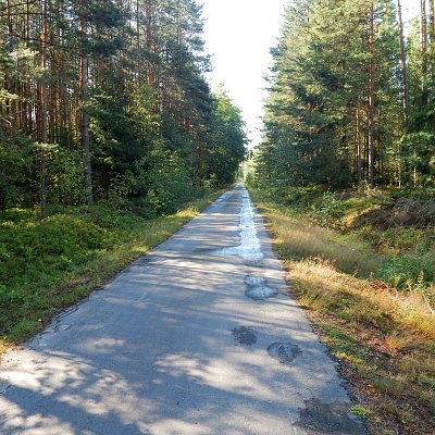 V lese na jihu Čech