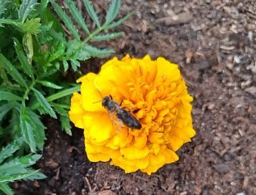 Letní snění: Jak jsme omylem opily včelku