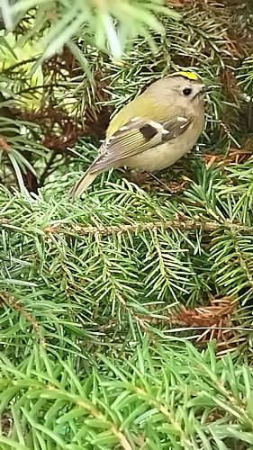 Králíček není od slova králík, ale od slova král