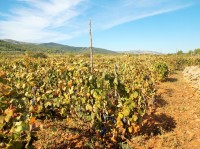 Naše vinice