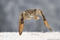 Moje drsná zima pod sněhem