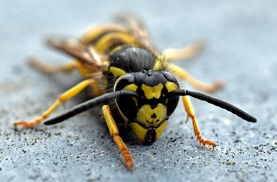 Krkonoše, aneb vosy nejsou kámoši