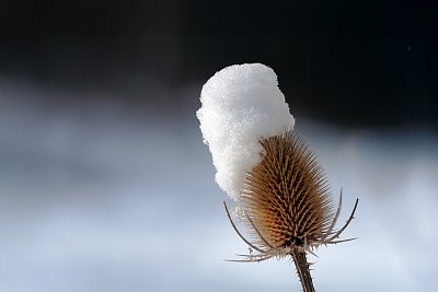 Štětka planá v zimě