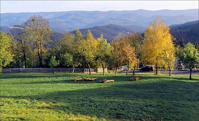 E.Murasová-osirela-lehatka- upraveno